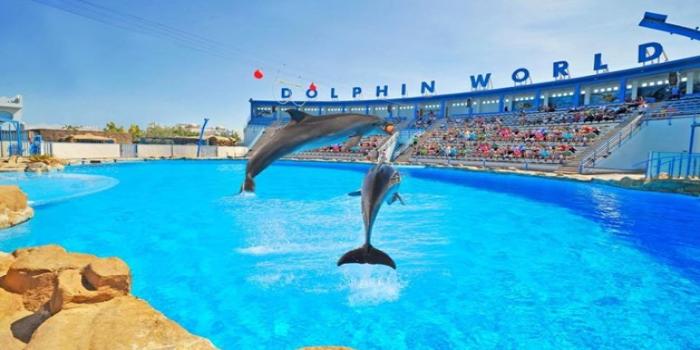 https://traveltopchoice.com/storage/2024/11/Dolphin_Show_Hurghada_Trip_288744.jpg