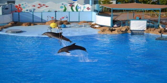 https://traveltopchoice.com/storage/2024/11/Dolphin_Show_Hurghada_Trip_550084.jpg