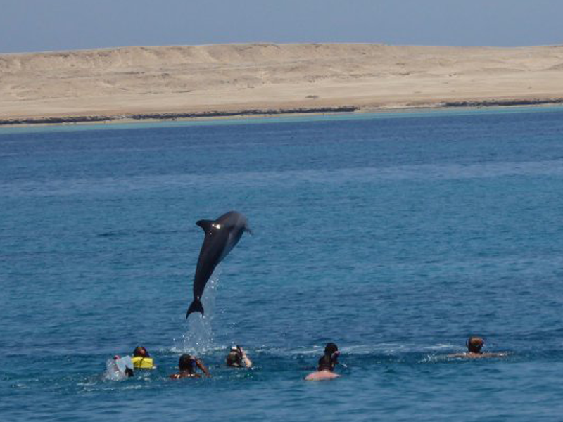 https://traveltopchoice.com/storage/2024/11/Snorkelling-Tour-and-Swimming-with-Dolphins-in-Hurghada-1.png