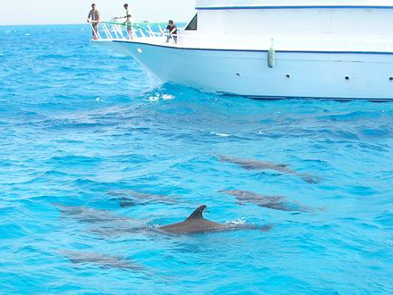 https://traveltopchoice.com/storage/2024/11/Snorkelling-Tour-and-Swimming-with-Dolphins-in-Hurghada-2.png