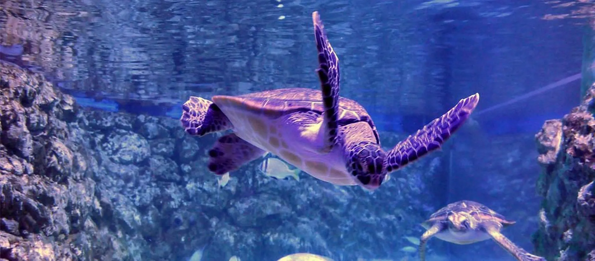 https://traveltopchoice.com/storage/2024/12/large_sea-turtle-exhibit.webp