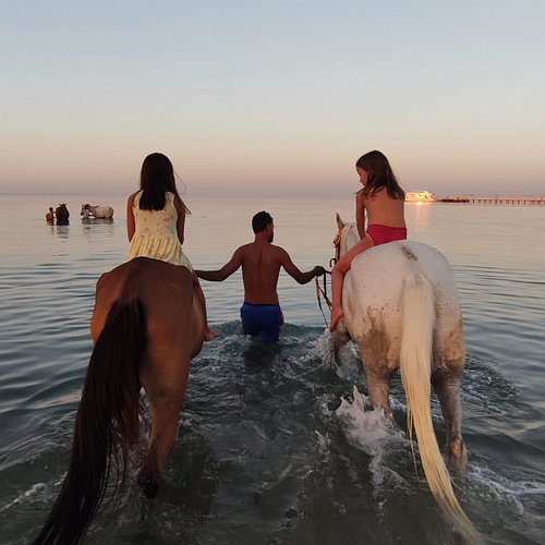 https://traveltopchoice.com/storage/2024/12/swimming-trips-with-horses.jpg