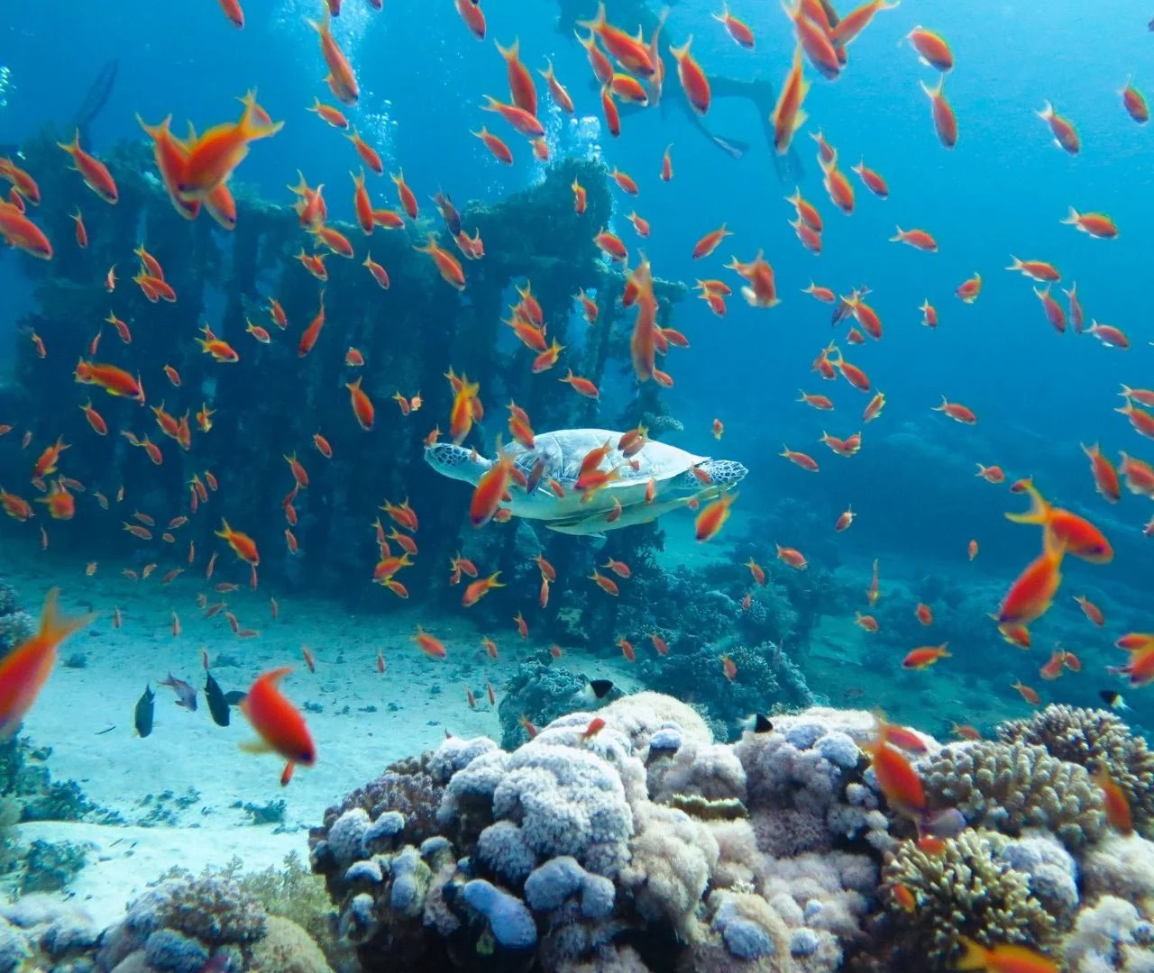 https://traveltopchoice.com/wp-content/uploads/2024/11/1693998983034_0j5tuf06_98b07e71-8790-4a02-ba7b-7fe099a0e817-221442.webp