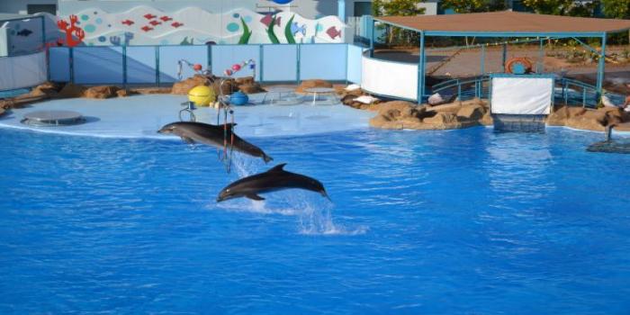 https://traveltopchoice.com/wp-content/uploads/2024/11/Dolphin_Show_Hurghada_Trip_550084.jpg