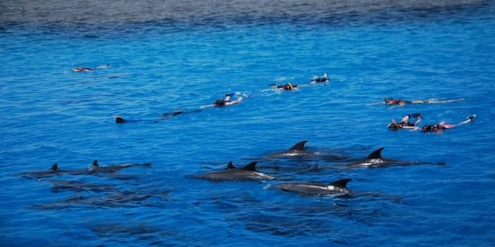 https://traveltopchoice.com/wp-content/uploads/2024/11/Dolphine_House_Trip_Hurghada_775808.jpg