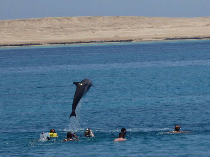https://traveltopchoice.com/wp-content/uploads/2024/11/Snorkelling-Tour-and-Swimming-with-Dolphins-in-Hurghada-1.png