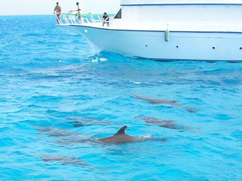 https://traveltopchoice.com/wp-content/uploads/2024/11/Snorkelling-Tour-and-Swimming-with-Dolphins-in-Hurghada-2.png