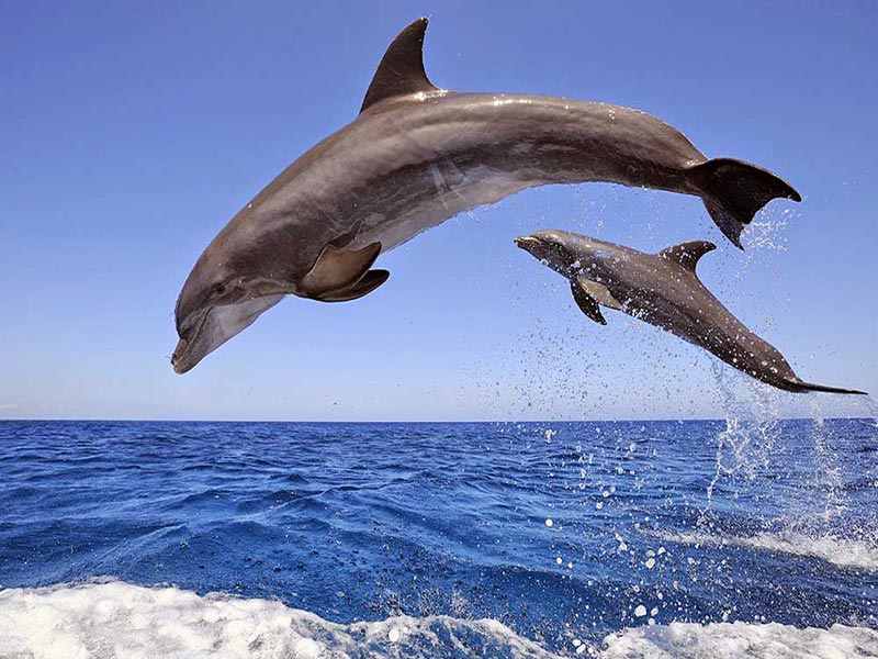 https://traveltopchoice.com/wp-content/uploads/2024/11/dolphin-house-boat-trip-00-1.jpg