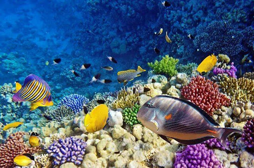 https://traveltopchoice.com/wp-content/uploads/2024/11/unnamed-1.jpg