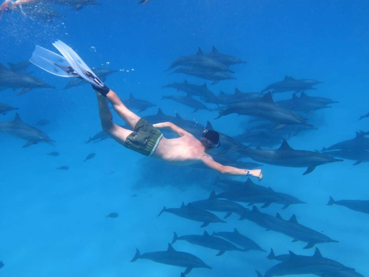 https://traveltopchoice.com/wp-content/uploads/2024/11/جولة-السباحة-مع-الدولفين-الغردقة-اسنوركلينج-اليوم-الواحد.jpg