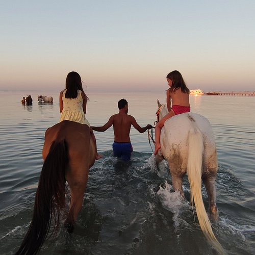 https://traveltopchoice.com/wp-content/uploads/2024/12/swimming-trips-with-horses.jpg